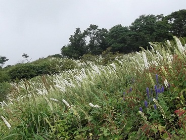 �ɐ��R�E�T���V�i�V���E�}