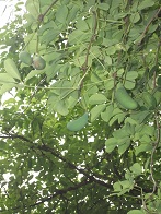 �A�P�r�̎�