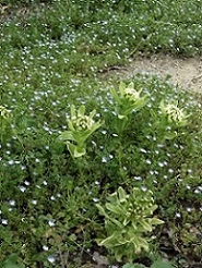 �t�L�m�g�E