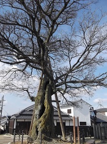 ���q���n�C�L���O�E�^�����̑�G�m�L