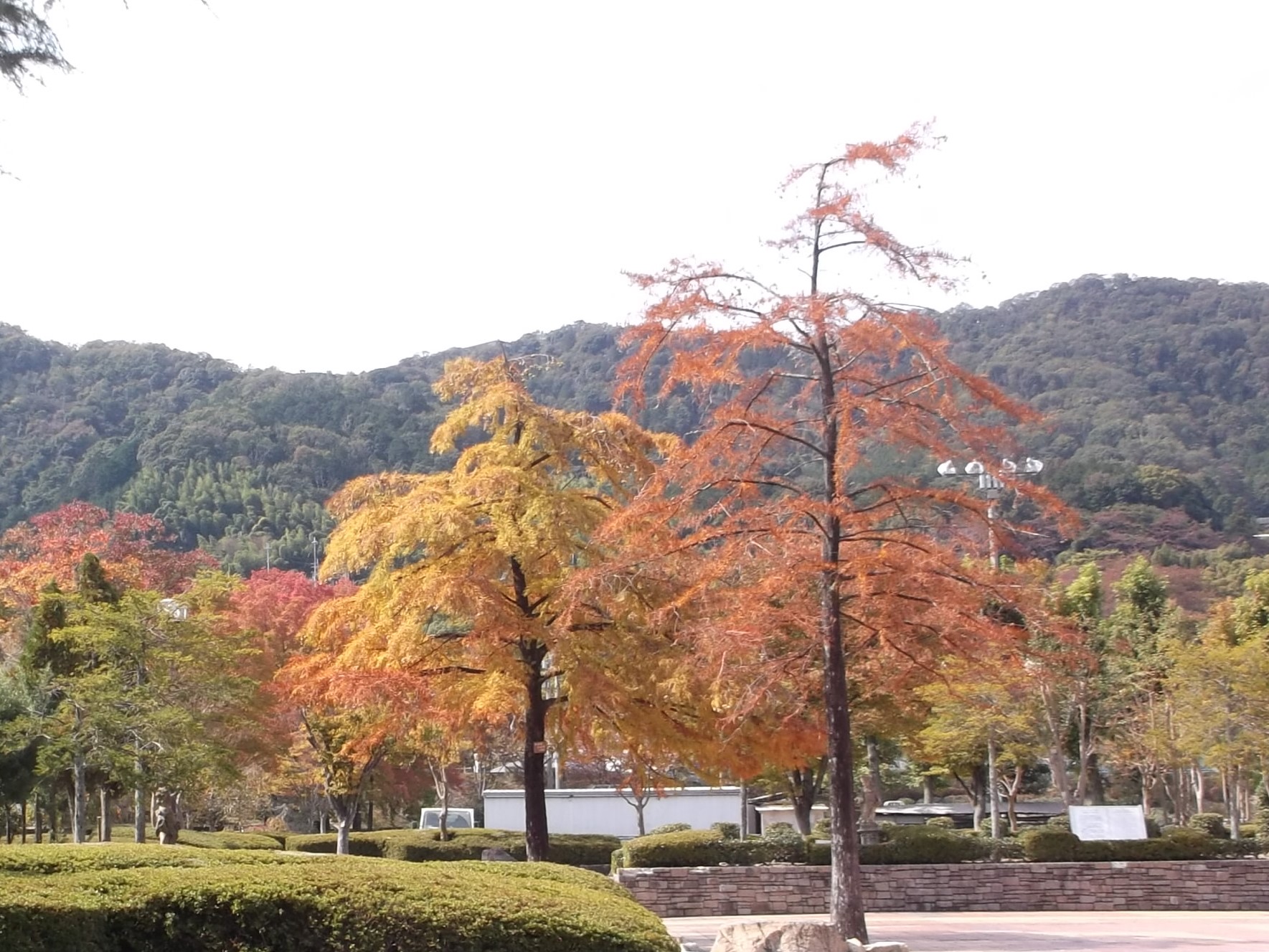 ���C���R�����U���E�c�q���u����