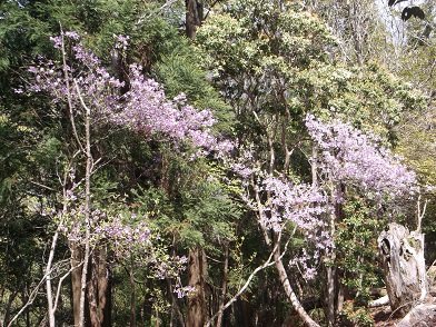 �����R���Q��