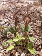 ���֎��i���̂�ł�j�̖{�Γ��