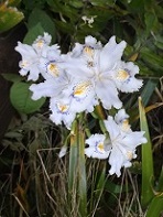 ���֎��i���̂�ł�j�̖{�Γ��