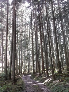 ����������w�̗�