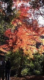 �ޗǁE�����X��