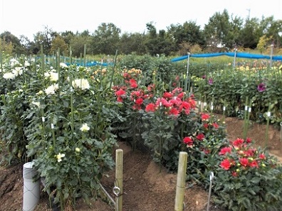 �n���u�ˌ���