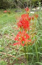 �n���u�ˌ���