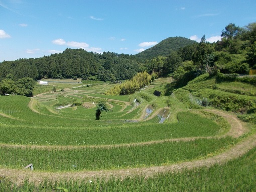 ���J�̒I�c