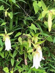 �O���R�z�^���u�N��