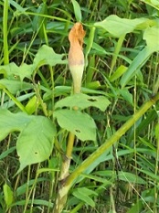 �O���R�}���V�O�T