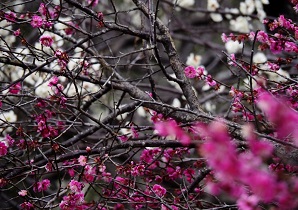 ���s���_�ƌ���