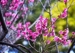 ���s���_�ƌ���