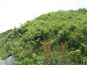 �߂򒹁E�p���V�c�͓��钷���ˑO