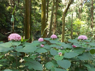 ���q�z�E�{�^���N�T�M