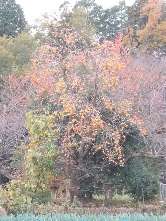 �b�R�E��t���E�`�̖�