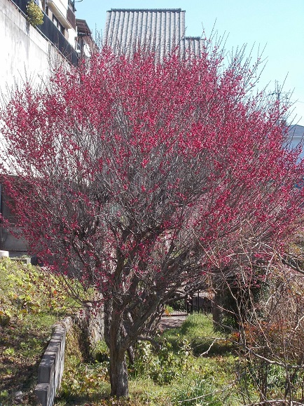 �O�D�R�E�~�̉�