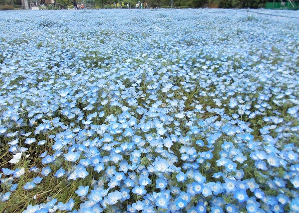 �����A�����E�l���t�B��