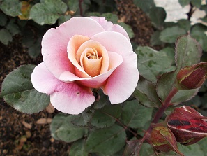 �����A�����E�o��