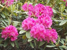 �����A�����E�V���N�i�Q