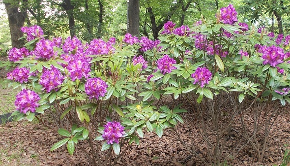 �����A�����E�V���N�i�Q