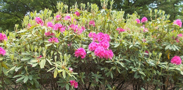 �����A�����E�V���N�i�Q