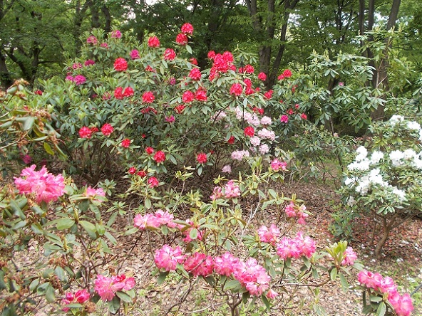 �����A�����E�V���N�i�Q