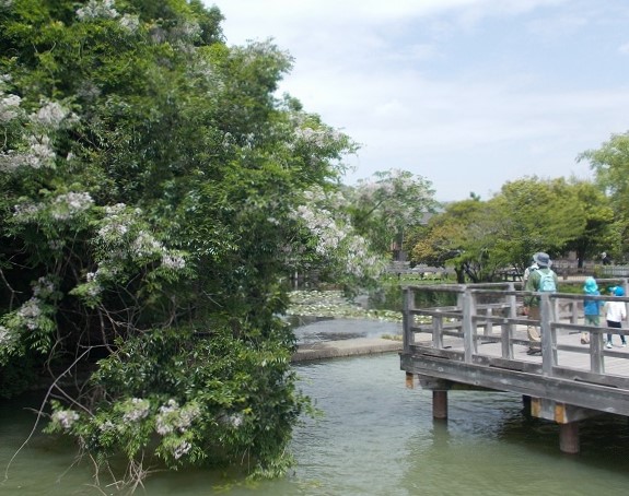 �������E�����V���{�E�������r�E���㋴�E��h�̖�