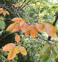 �痢���������E�`���̐X�E�`�̗t