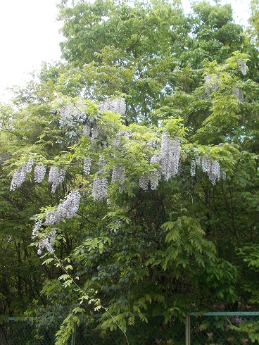 ���c�ӁE���}�t�W