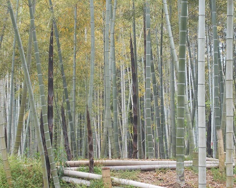 ���c�ӁE�|�сE�����̂�