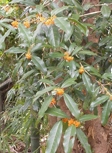 �R�̕ӂ̓��E�O�֎R���������؍�