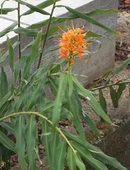 �R�̕ӂ̓��E�V���E�K�̉�