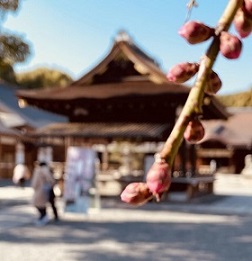 淀・城南宮枝垂れ桜蕾
