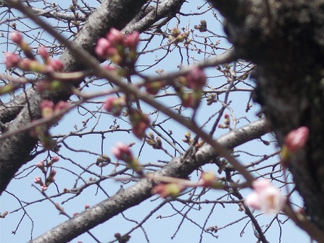武庫川川沿い下り・武庫川左岸・西武庫公園・桜