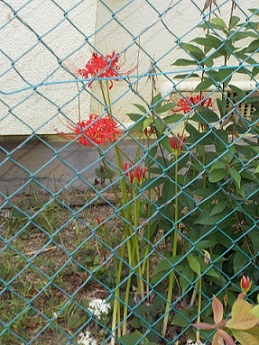 古市・道明寺古墳めぐり・彼岸花
