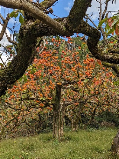 山の辺の道・柿の木