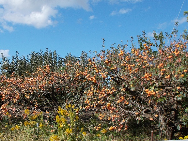 山の辺の道・柿畑