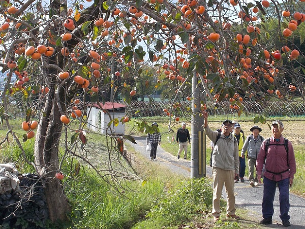 山の辺の道・柿の木