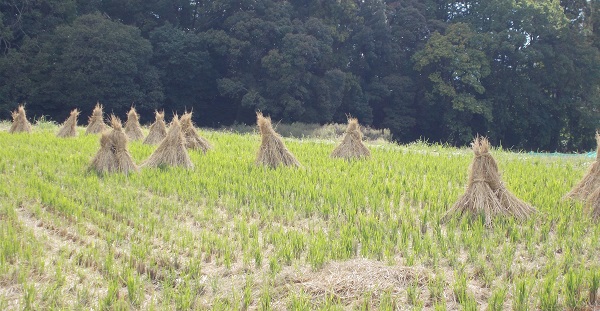 山の辺の道・藁ぼっち
