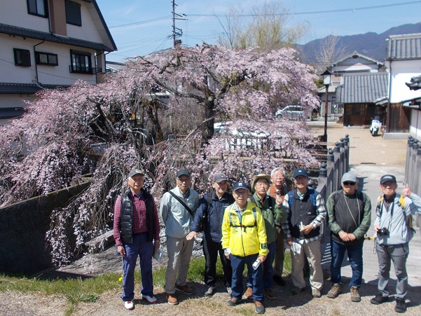 五條新町散策・桜