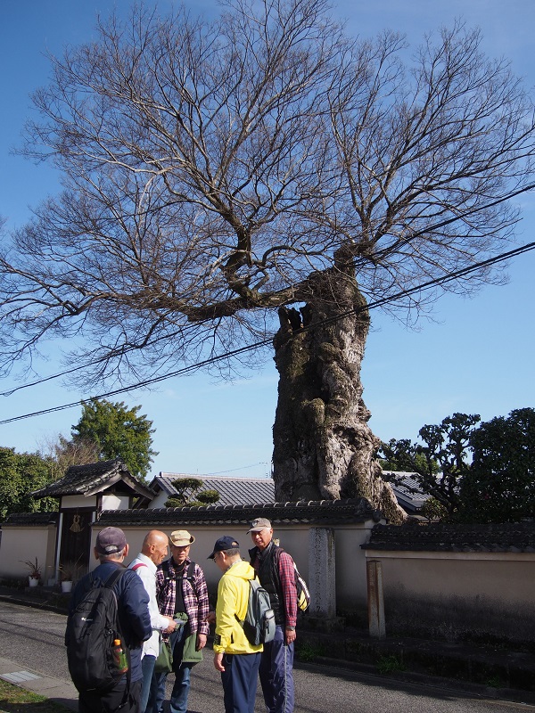 五條新町散策・二見の大ムク