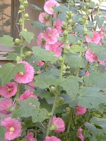 �^�`�A�I�C