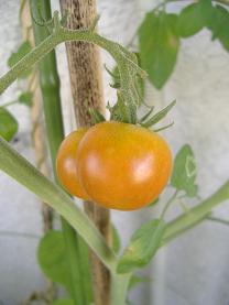 �~�j�g�}�g