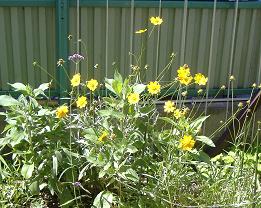 �R���I�v�V�X