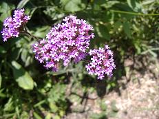 �T���W���N�o�[�x�i