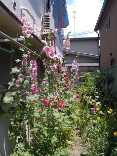 �^�`�A�I�C