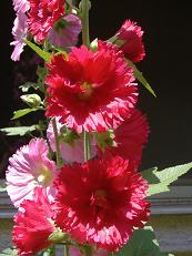 �^�`�A�I�C