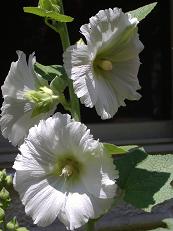 �^�`�A�I�C