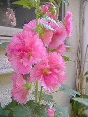 �^�`�A�I�C